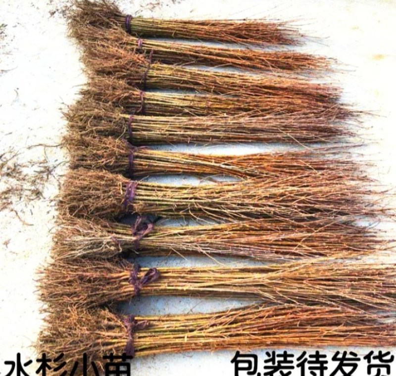 水杉树苗耐旱耐淹是一种非常奇特树木《长势粗度快》