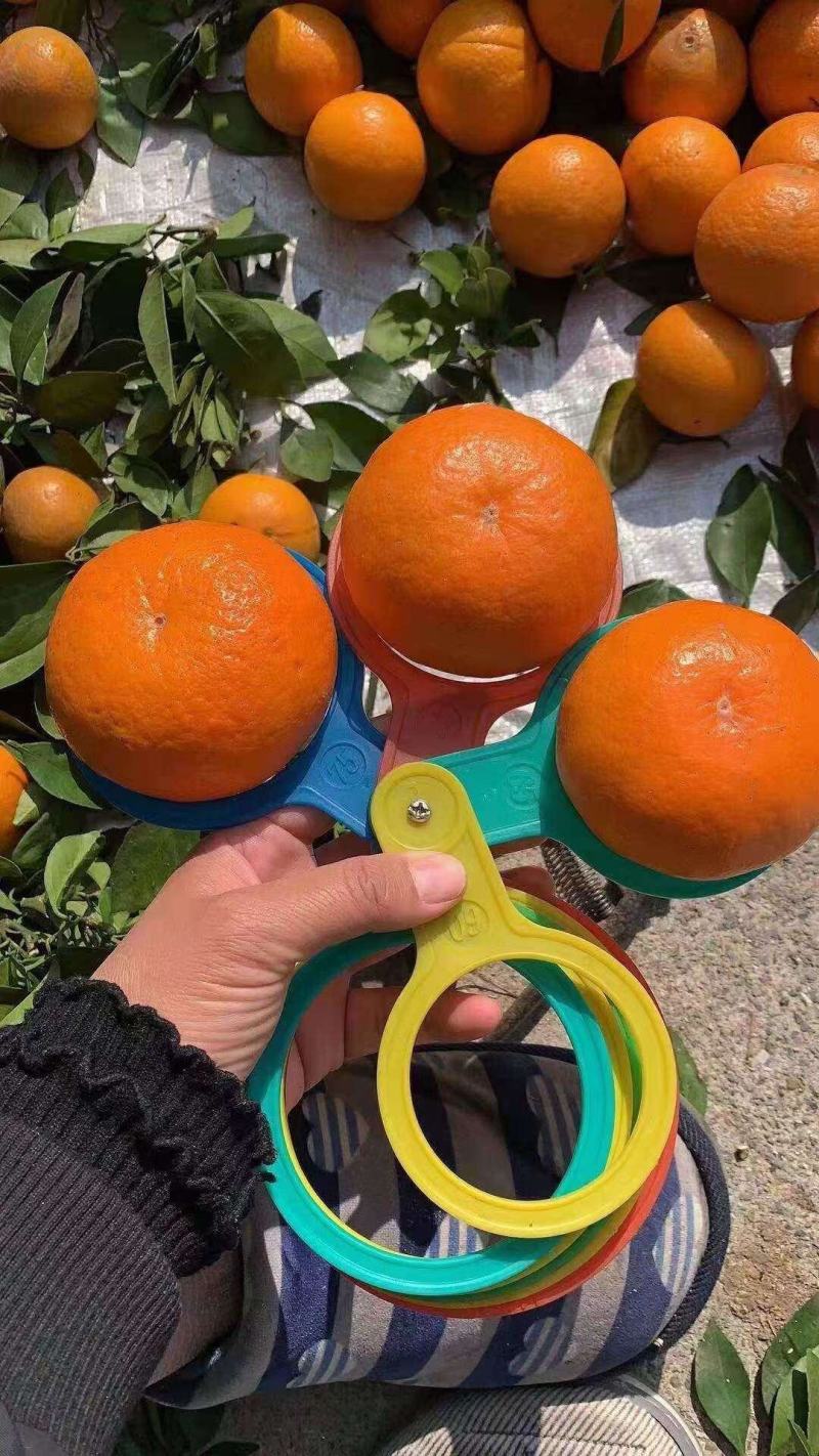 四川沃柑大量上市了。甜皮薄水分足。很脆，大型基地