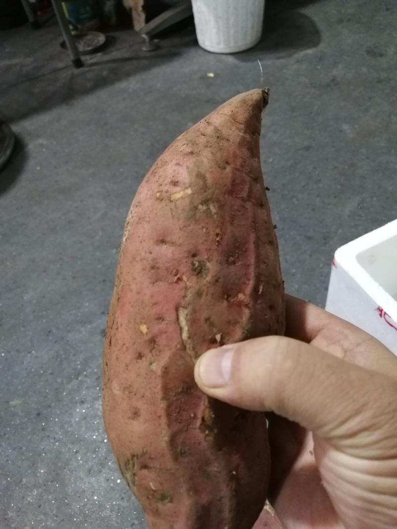 烟薯25烤红薯烤薯店直供河北沙地烟薯烤块紫皮红心