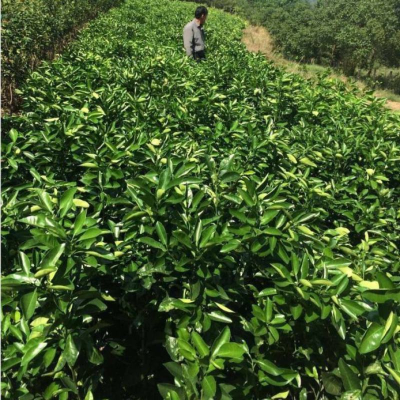 柚子树苗当年结果特大嫁接苗红心蜜柚柚子苗北方南方种植盆景
