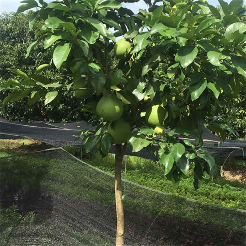 柚子树苗当年结果特大嫁接苗红心蜜柚柚子苗北方南方种植盆景