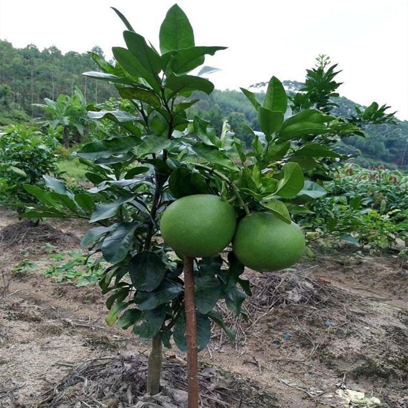柚子树苗当年结果特大嫁接苗红心蜜柚柚子苗北方南方种植盆景
