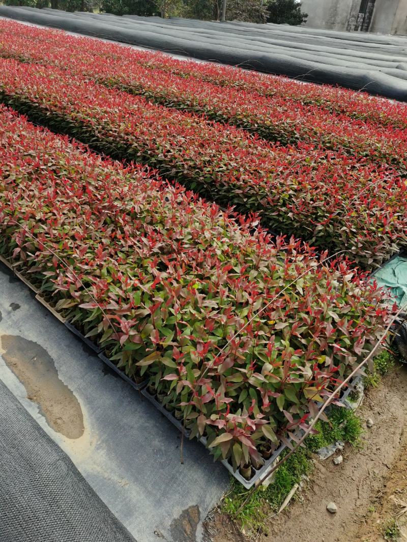 桉树苗，常年批发，品种有广O九号，二十九号，欢迎订购