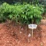荔枝树苗桂味妃子笑无核荔枝嫁接苗盆栽地载南方种植当年结果