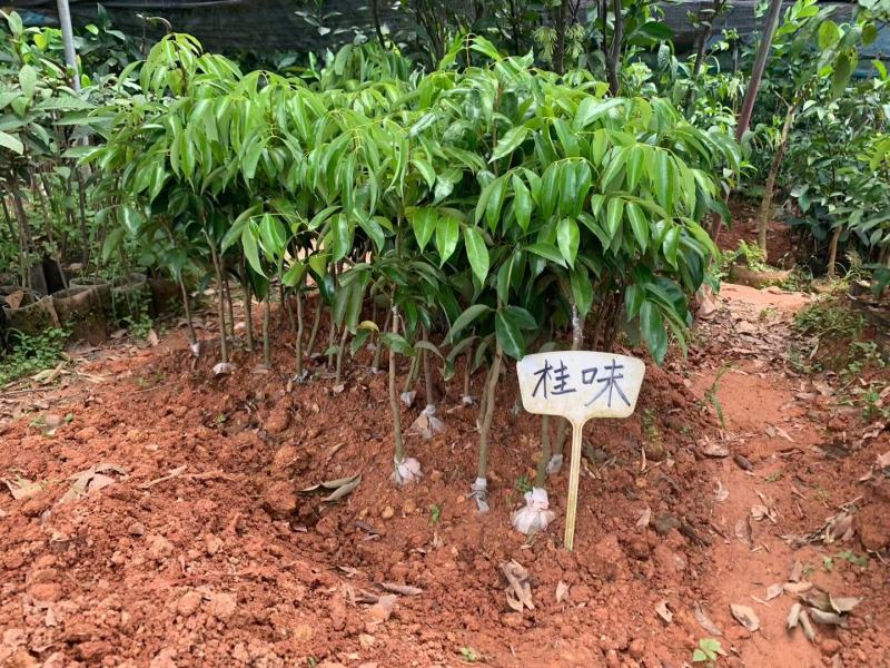 荔枝树苗桂味妃子笑无核荔枝嫁接苗盆栽地载南方种植当年结果