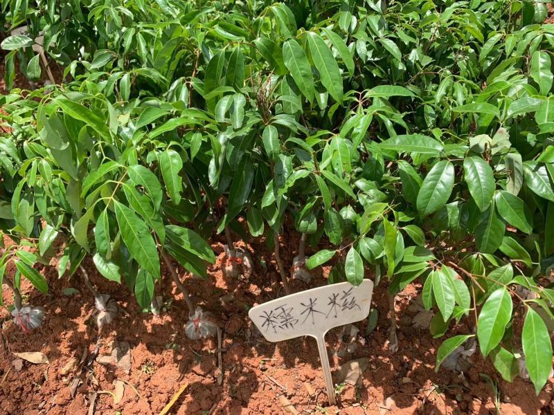 荔枝树苗桂味妃子笑无核荔枝嫁接苗盆栽地载南方种植当年结果