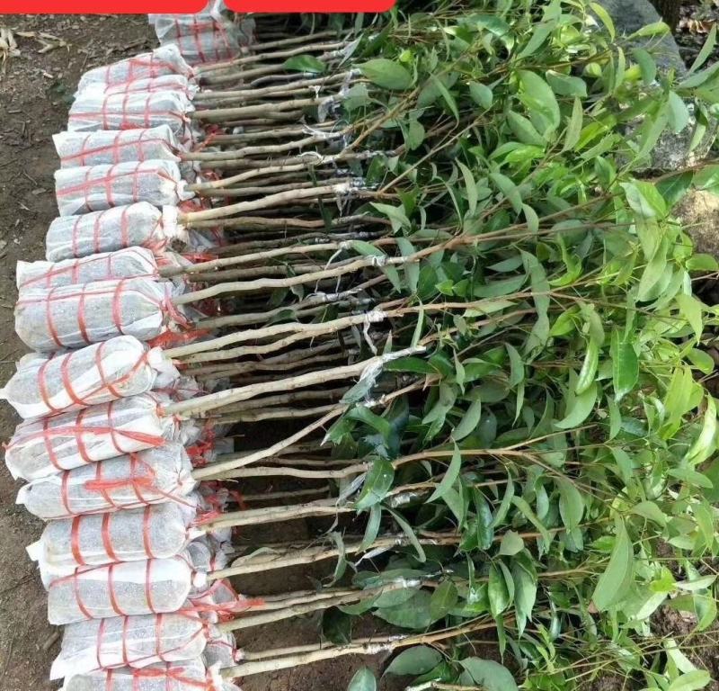 荔枝树苗桂味妃子笑无核荔枝嫁接苗盆栽地载南方种植当年结果