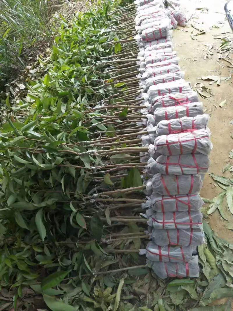 荔枝树苗桂味妃子笑无核荔枝嫁接苗盆栽地载南方种植当年结果