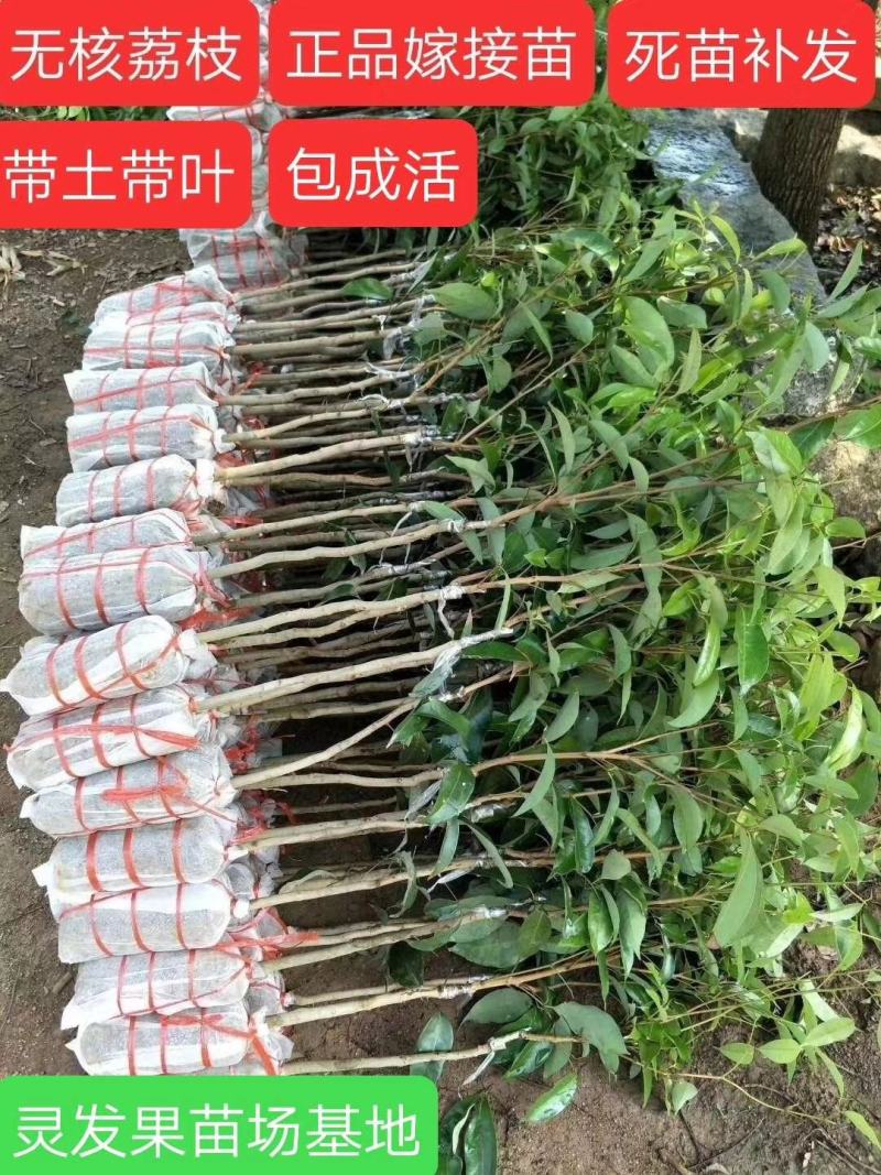 荔枝树苗桂味妃子笑无核荔枝嫁接苗盆栽地载南方种植当年结果