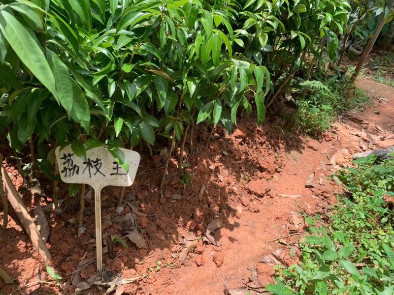 荔枝树苗桂味妃子笑无核荔枝嫁接苗盆栽地载南方种植当年结果