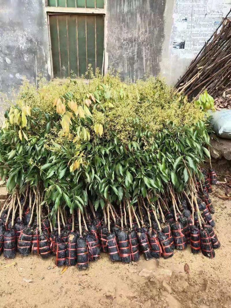 荔枝树苗桂味妃子笑无核荔枝嫁接苗盆栽地载南方种植当年结果