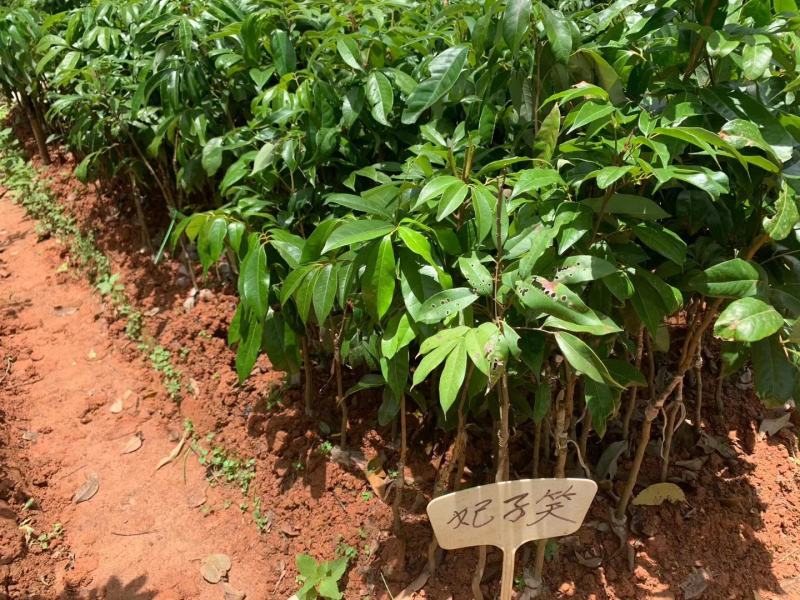 荔枝树苗桂味妃子笑无核荔枝嫁接苗盆栽地载南方种植当年结果