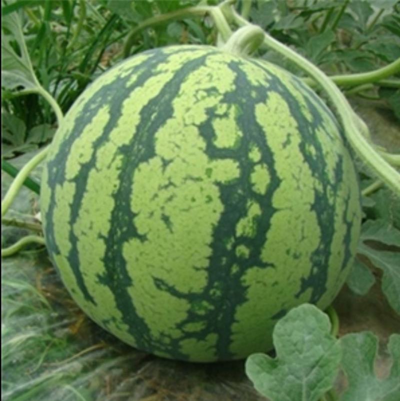 京欣西瓜种子，北斗星早熟，详细介绍请看包装说明谢谢！