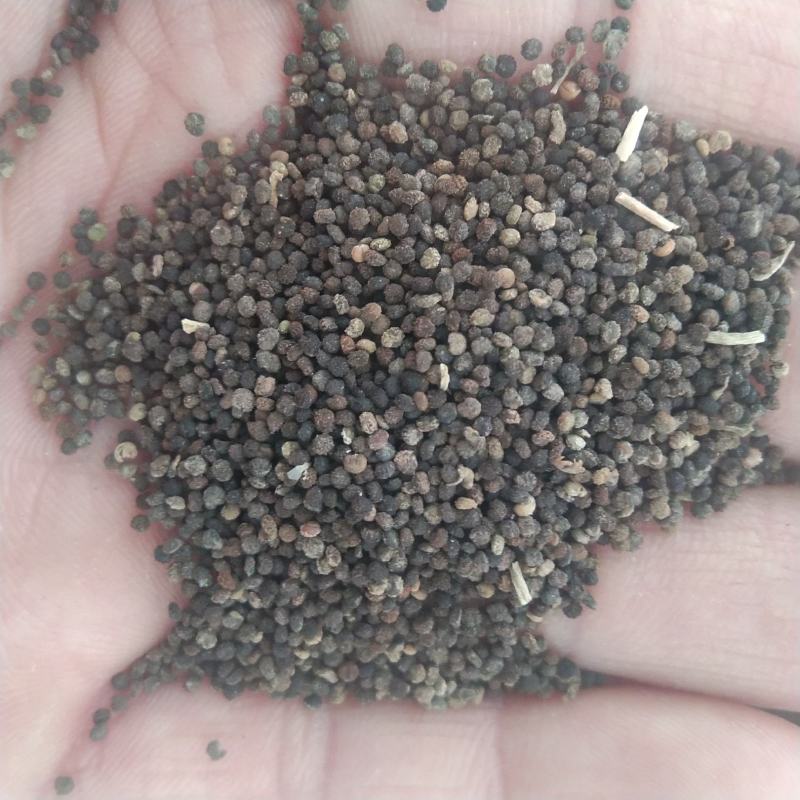 新产白花菜子臭花菜籽药食两用白花菜可种植用