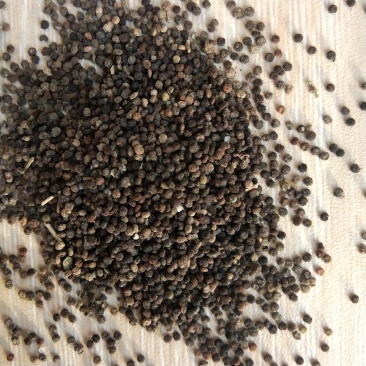 新产白花菜子臭花菜籽药食两用白花菜可种植用