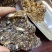 中药材安息香够含量有货