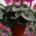基地直销一代仙客来，多色棵大，有需要的老板欢迎下单