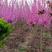 紫荆苗成活率高耐旱耐寒观赏型紫荆苗《生长速度快》