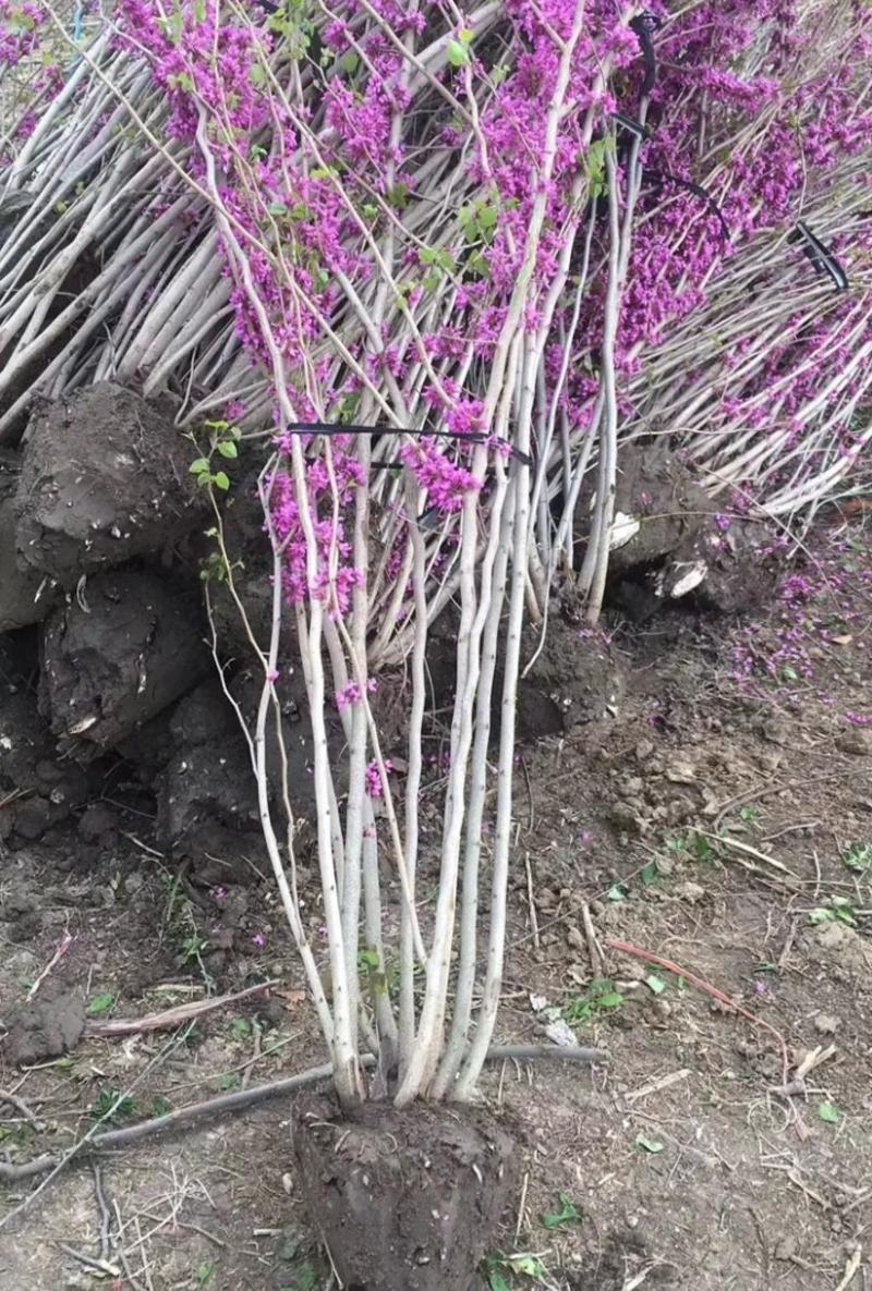 紫荆苗成活率高耐旱耐寒观赏型紫荆苗《生长速度快》