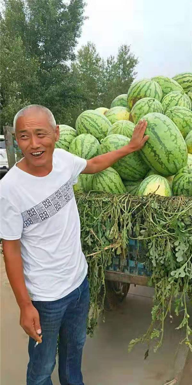 西瓜种子冰糖懒汉王耐重茬大果新一代杂交抗病易管理