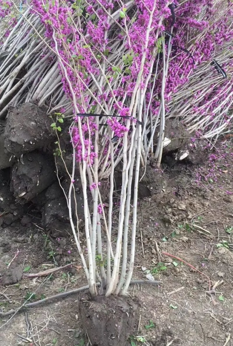 紫荆成活率高耐旱耐寒观赏型紫荆《生长速度快》