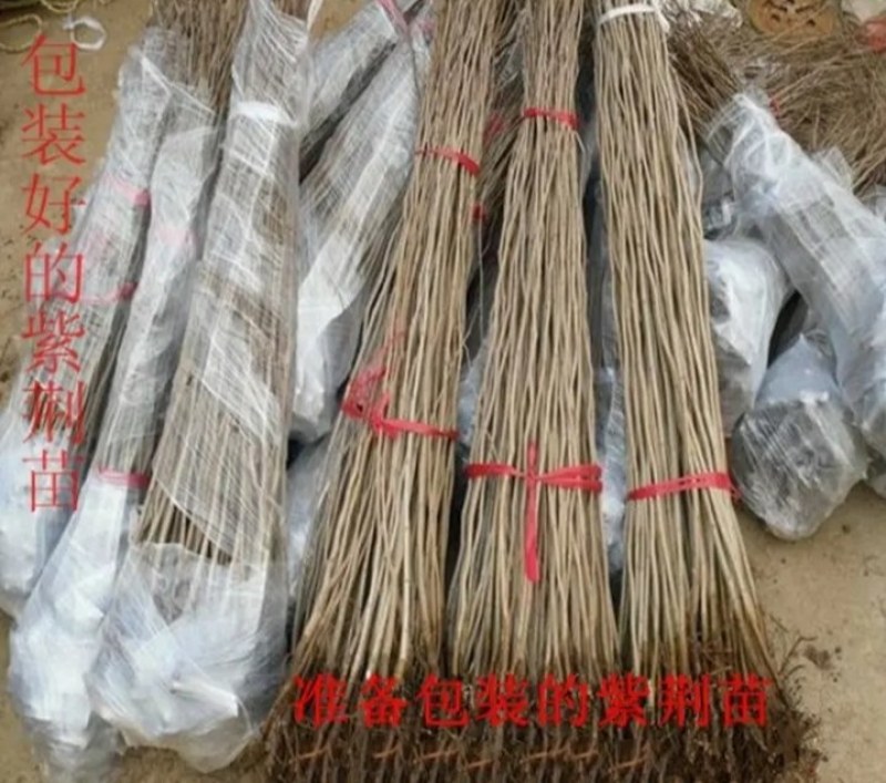 紫荆成活率高耐旱耐寒观赏型紫荆《生长速度快》