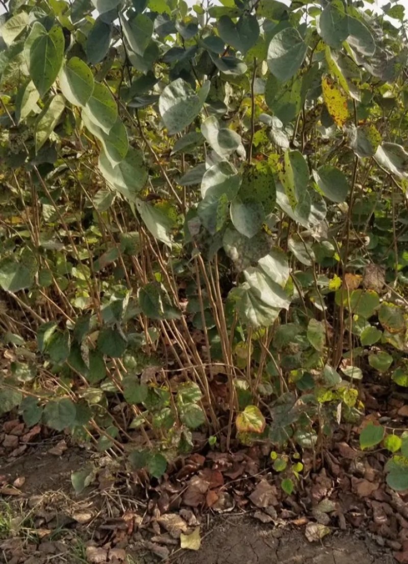 紫荆成活率高耐旱耐寒观赏型紫荆《生长速度快》