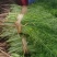 【精品】茴香河北茴香产地直发一手货源价低欢迎咨询