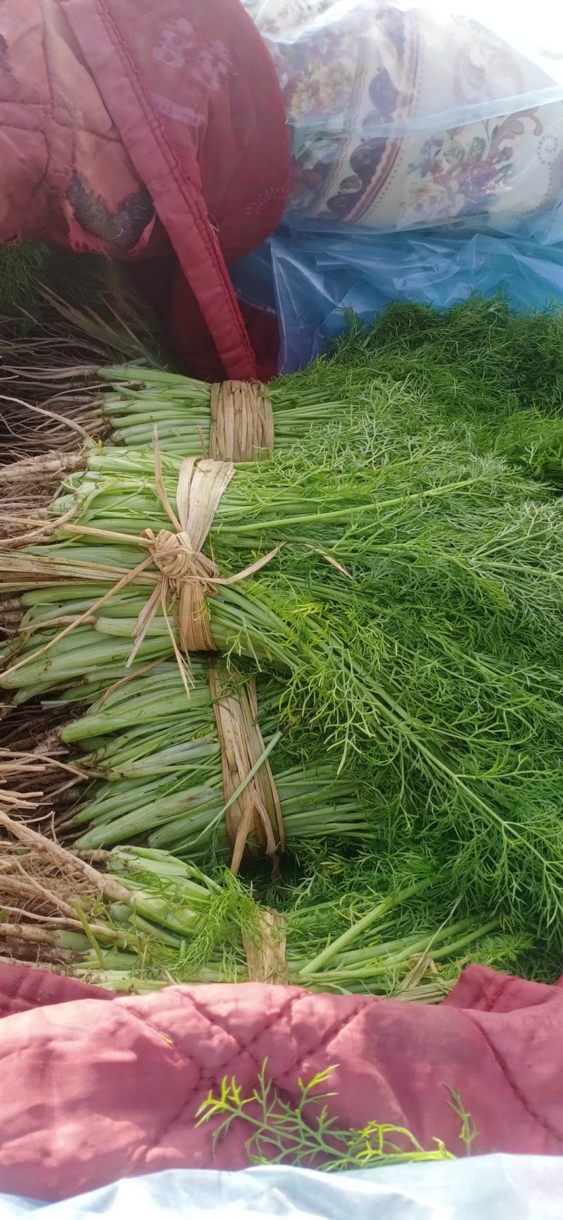 【精品】茴香河北茴香产地直发一手货源价低欢迎咨询