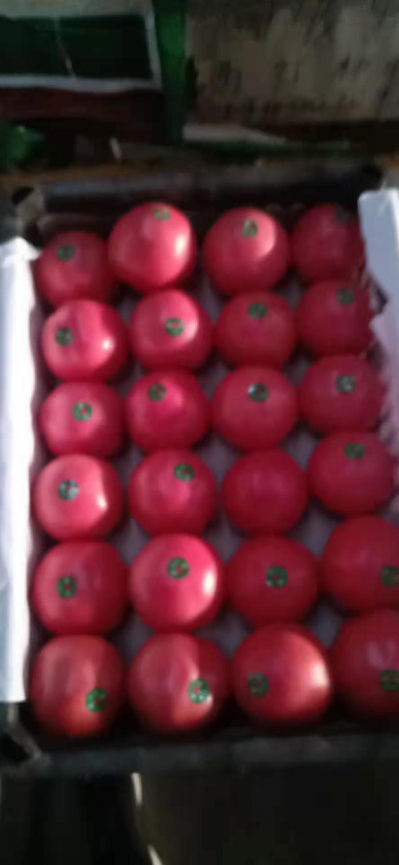 【西红柿】河北硬粉西红柿产地直发可视频看货欢迎咨询