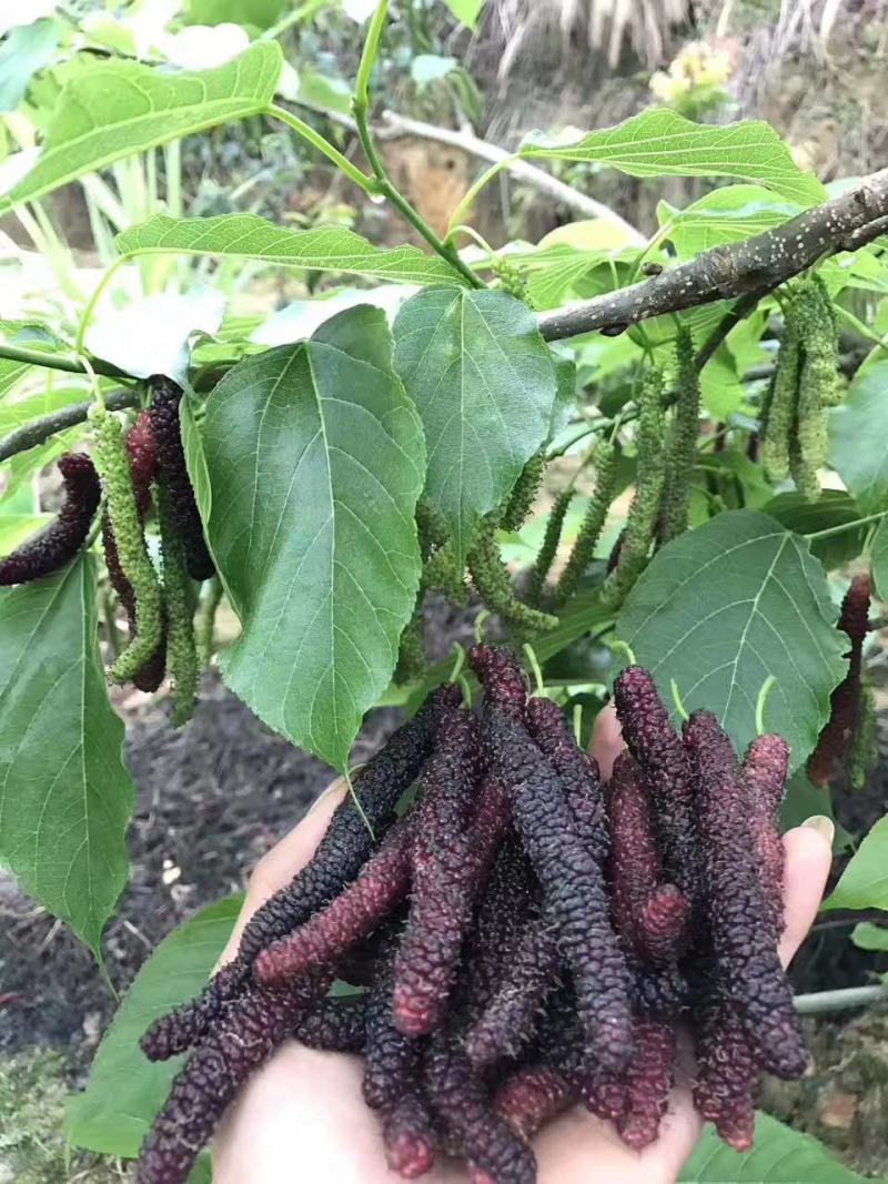 桑葚树苗嫁接无籽大十果桑苗当年结果南北方种植台湾四季长果