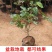 桑葚树苗嫁接无籽大十果桑苗当年结果南北方种植台湾四季长果