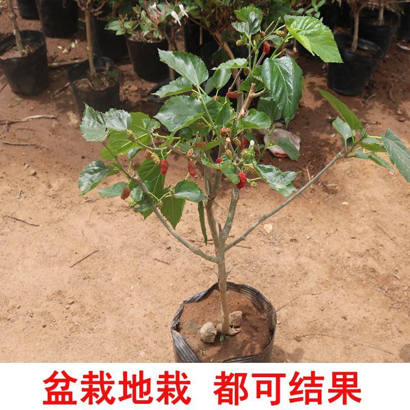 桑葚树苗嫁接无籽大十果桑苗当年结果南北方种植台湾四季长果