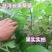 桑葚树苗嫁接无籽大十果桑苗当年结果南北方种植台湾四季长果