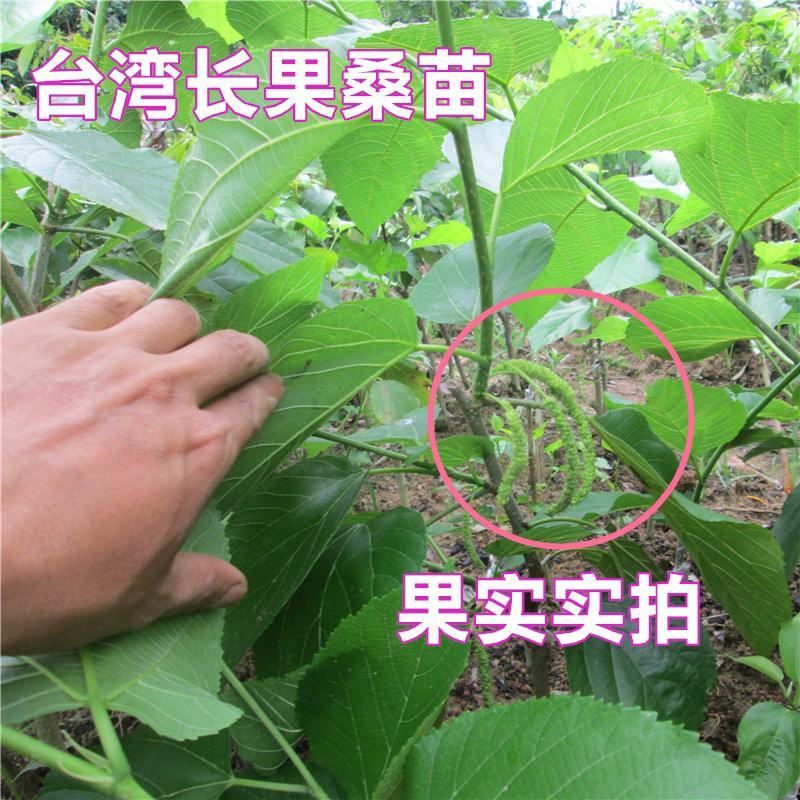 桑葚树苗嫁接无籽大十果桑苗当年结果南北方种植台湾四季长果