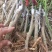 桑葚树苗嫁接无籽大十果桑苗当年结果南北方种植台湾四季长果