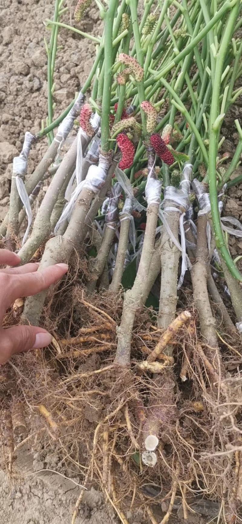桑葚树苗嫁接无籽大十果桑苗当年结果南北方种植台湾四季长果