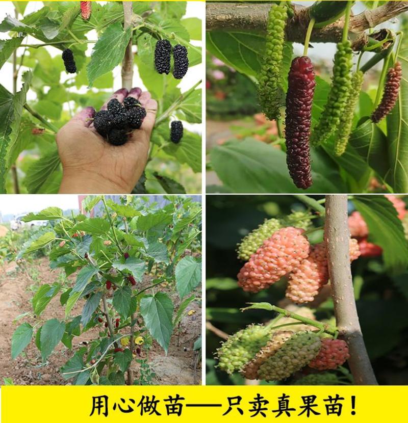 桑葚树苗嫁接无籽大十果桑苗当年结果南北方种植台湾四季长果