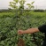 桑葚树苗嫁接无籽大十果桑苗当年结果南北方种植台湾四季长果
