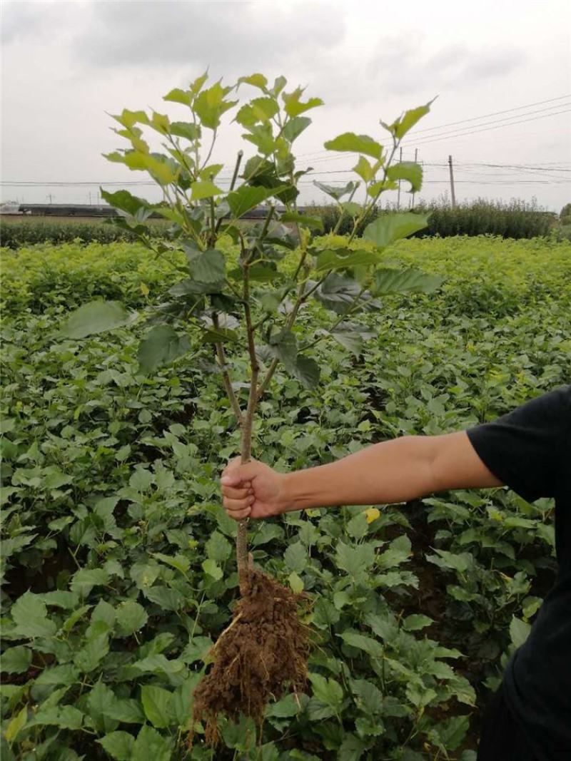 桑葚树苗嫁接无籽大十果桑苗当年结果南北方种植台湾四季长果