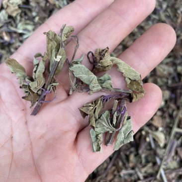 出售各种规格猫须草颜色好袋茶包原材料