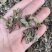 出售各种规格猫须草颜色好袋茶包原材料