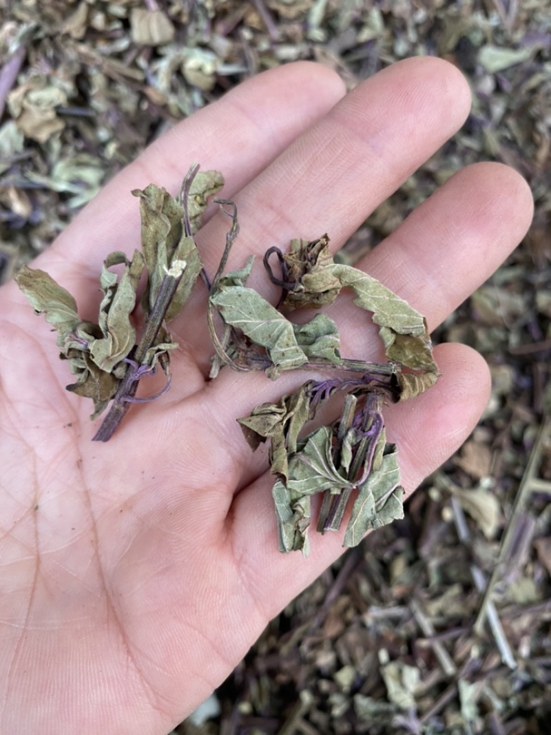 出售各种规格猫须草颜色好袋茶包原材料