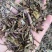 出售各种规格猫须草颜色好袋茶包原材料