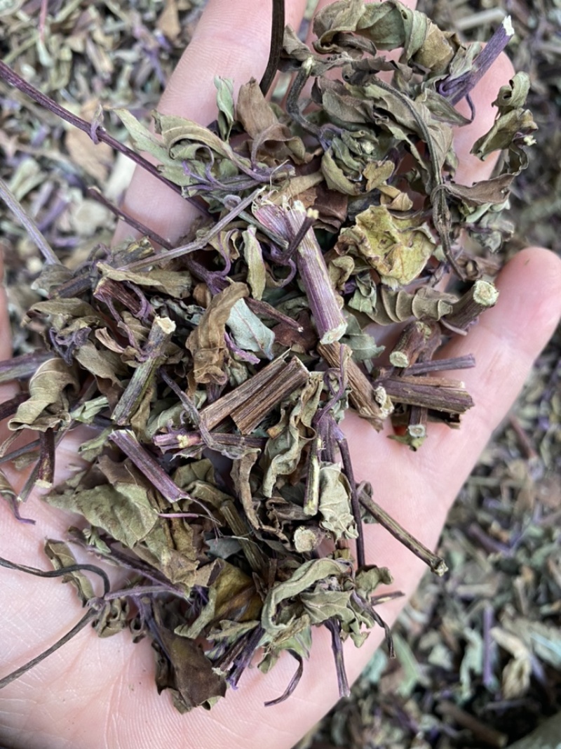 出售各种规格猫须草颜色好袋茶包原材料