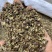出售各种规格猫须草颜色好袋茶包原材料