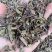 出售各种规格猫须草颜色好袋茶包原材料