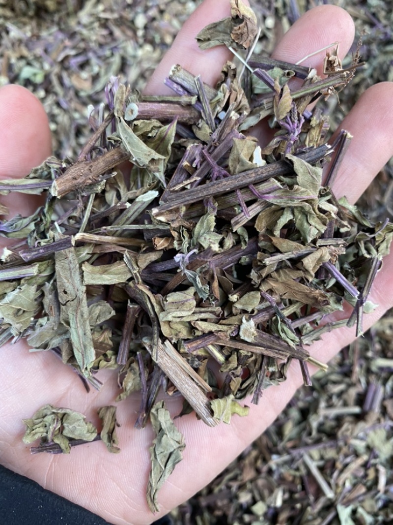 出售各种规格猫须草颜色好袋茶包原材料