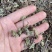 出售各种规格猫须草颜色好袋茶包原材料