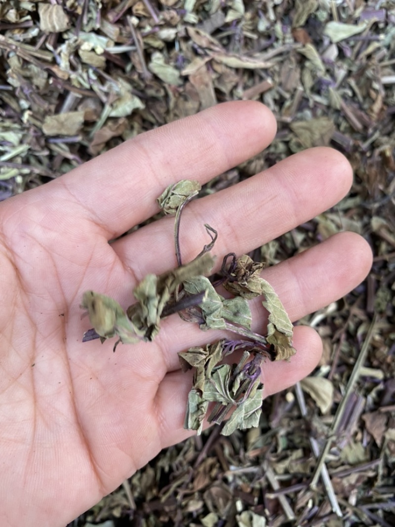 出售各种规格猫须草颜色好袋茶包原材料